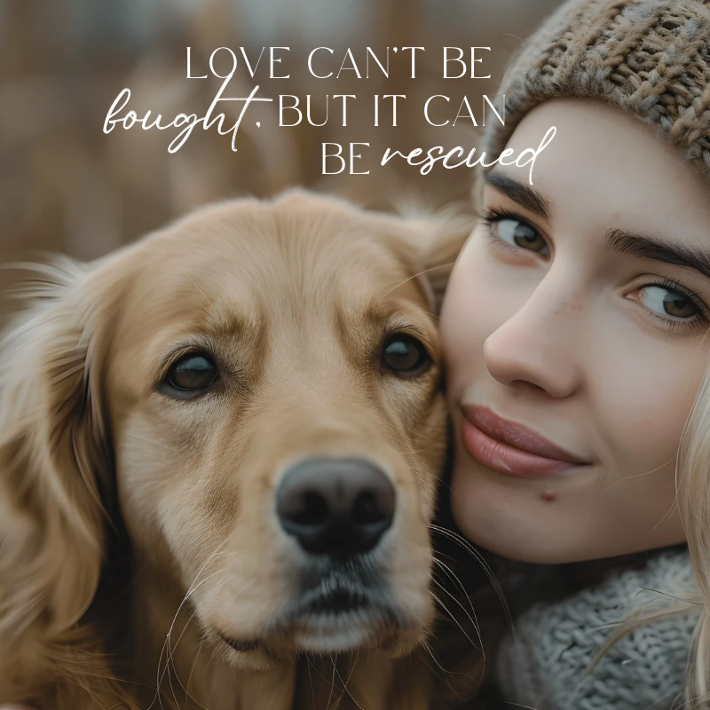 The Adopted Collection